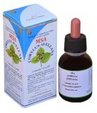 Msa Corylus Bourgeons De Noisette 50 ml